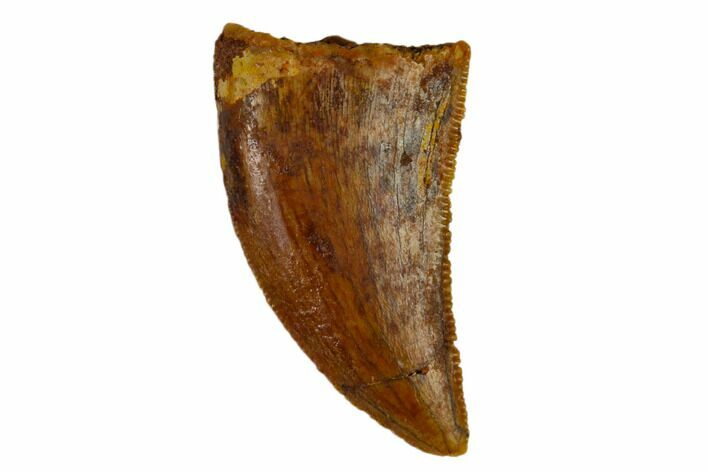 Serrated, Raptor Tooth - Real Dinosaur Tooth #115849